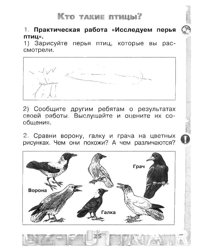 Тест по теме класс птицы ответы
