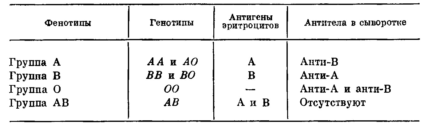 Второй фенотип группы крови